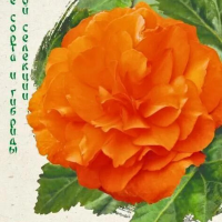 Бегония Фортуна Оранж F1, гранул. пробирка Бегония Фортуна Оранж F1, гранул. пробирка - Dolina-Sad.Ru