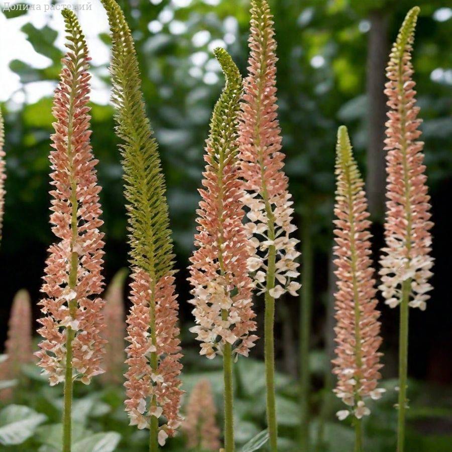 Эремурус Романс Эремурус Романс - Dolina-Sad.Ru