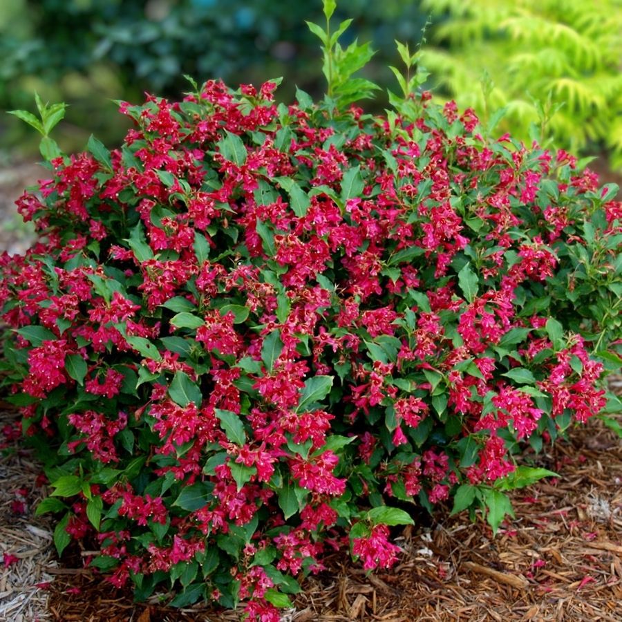 Вейгела Ред Принц, С3 Вейгела Ред Принц, С3 - Dolina-Sad.Ru