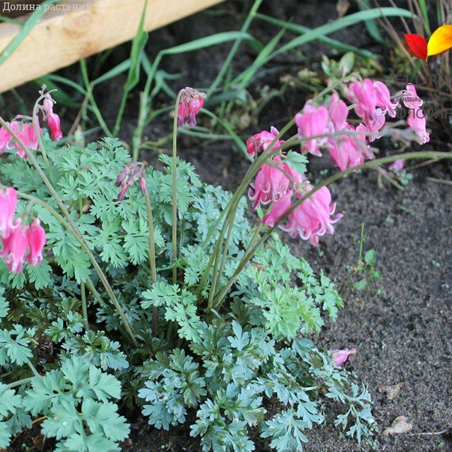 Дицентра формоза Адриан Блум Дицентра формоза Адриан Блум - Dolina-Sad.Ru