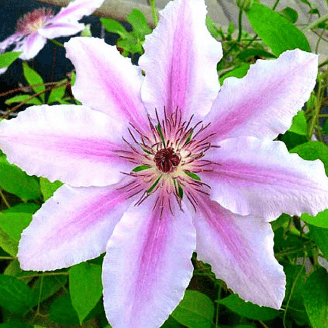 Клематис Ян Павел Клематис Ян Павел фото