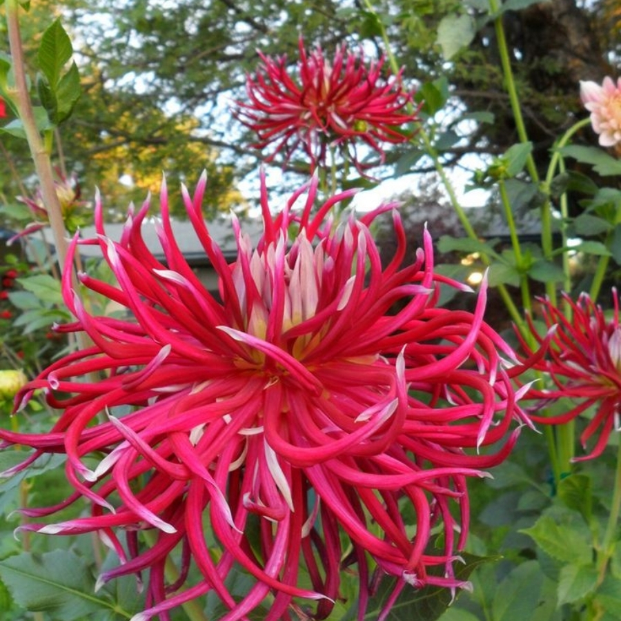 Георгина Холихилл Спайдер Вуман - Dolina-Sad.Ru