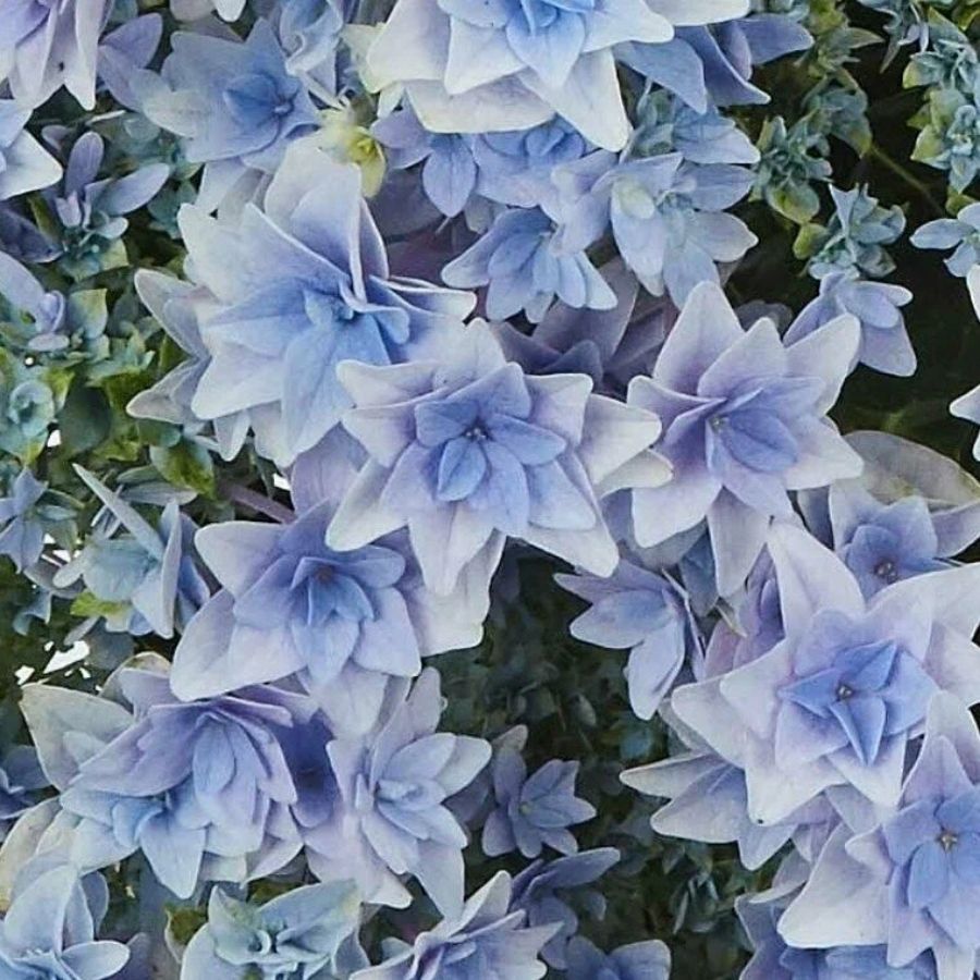 Гортензия крупнолистная Флориа, С2 - Dolina-Sad.Ru