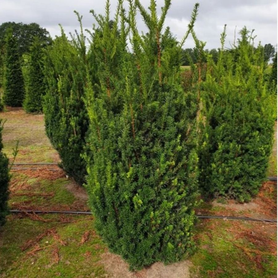 Тис средний Гроенланд, С3 - Dolina-Sad.Ru