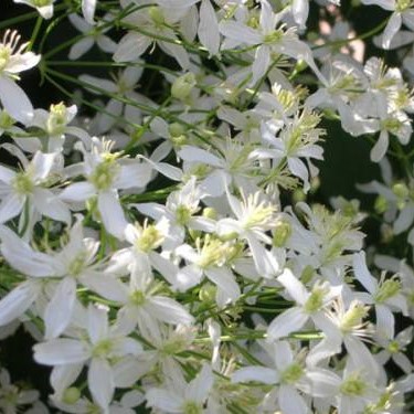 Клематис Маньчжурский Клематис Маньчжурский фото