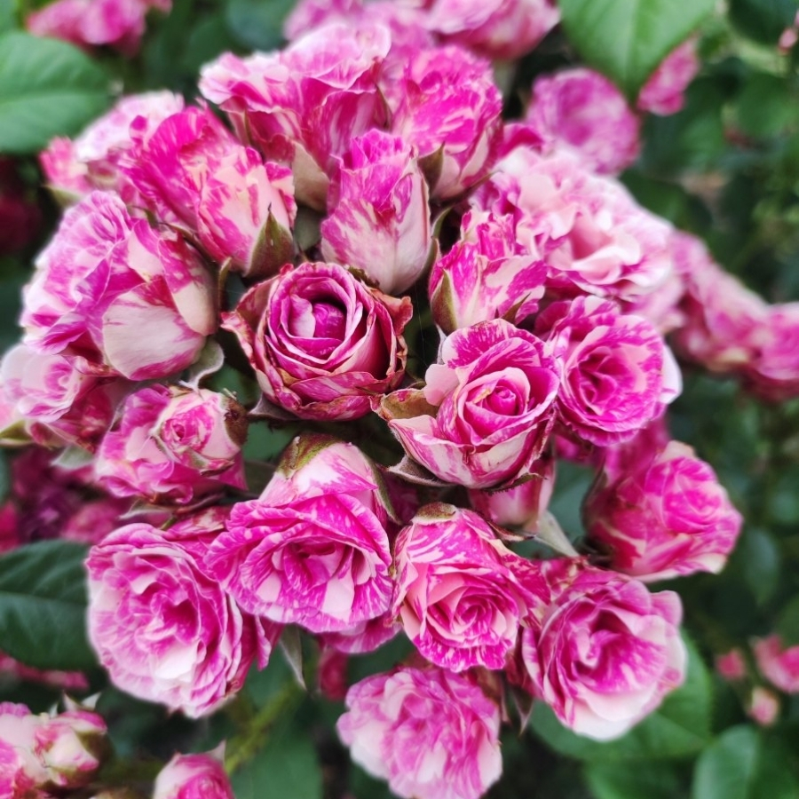 Роза Флешинг - Dolina-Sad.Ru