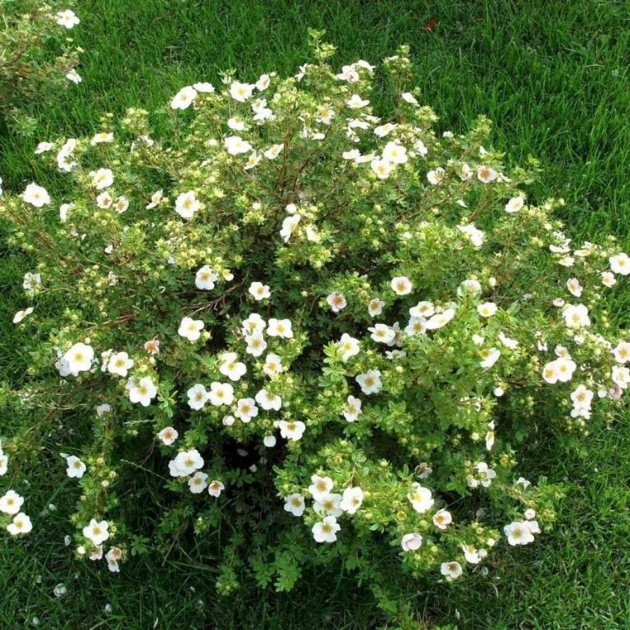 Лапчатка Крем Брюле, С2 - Dolina-Sad.Ru