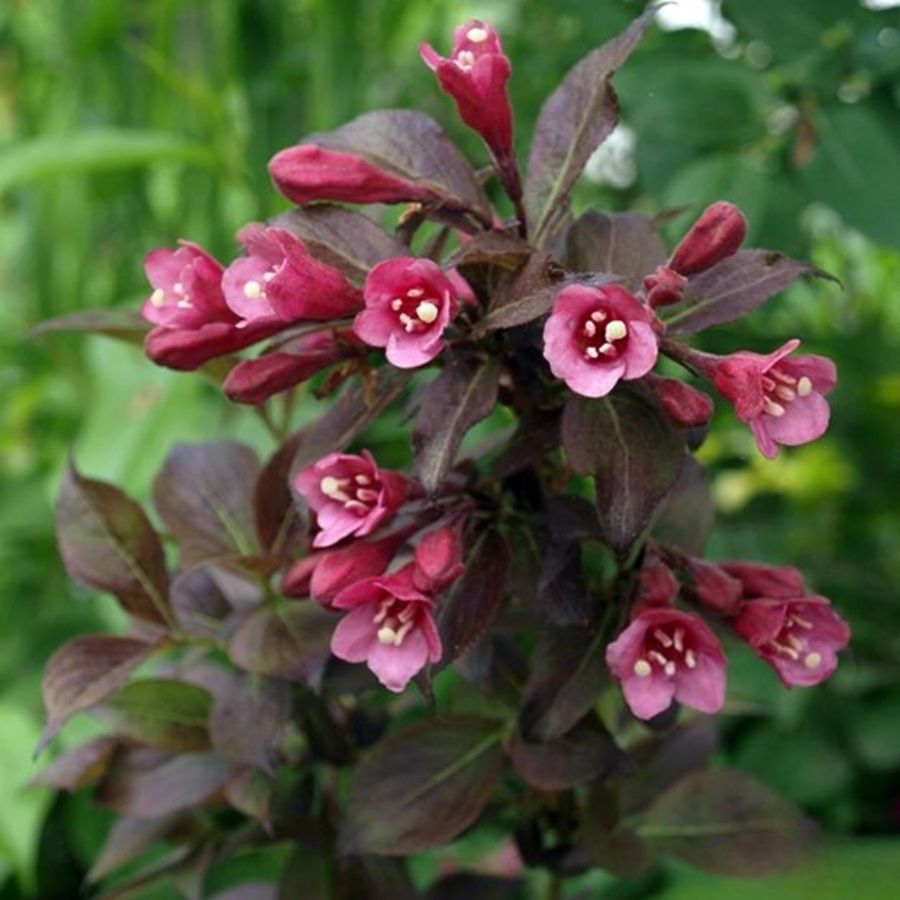 Вейгела цветущая Танго, С3 Вейгела цветущая Танго, С3 - Dolina-Sad.Ru