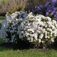 Астра кустарниковая Аполло Астра кустарниковая Аполло - Dolina-Sad.Ru