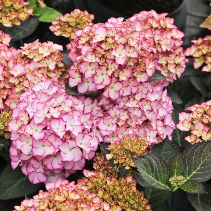 Гортензия крупнолистная Адула - Dolina-Sad.Ru