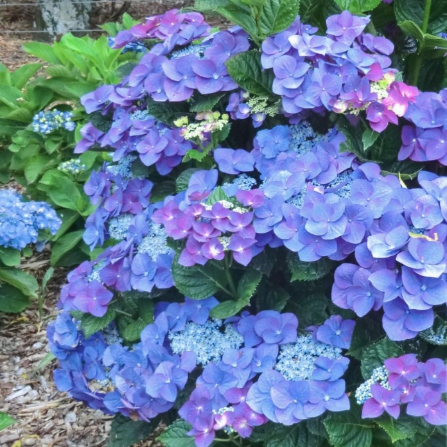 Гортензия крупнолистная Фазан, С2 - Dolina-Sad.Ru