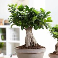 Фикус Гинсенг Фикус Гинсенг фото