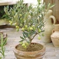 Оливковое Дерево Комнатное Оливковое Дерево Комнатное фото