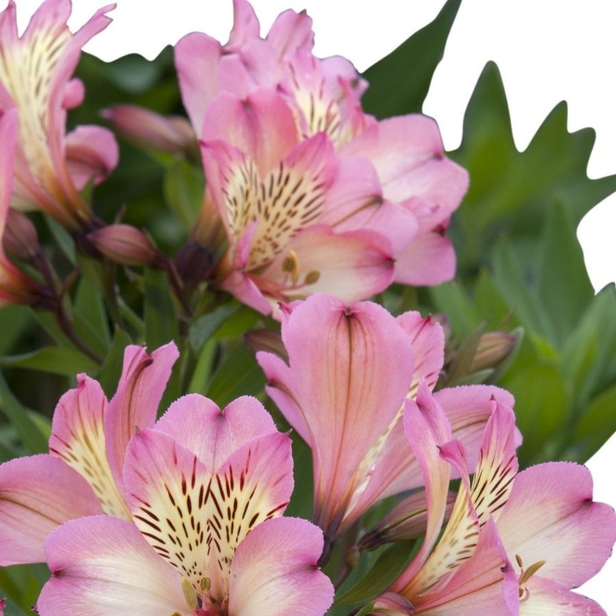 Альстромерия Флирт Альстромерия Флирт - Dolina-Sad.Ru