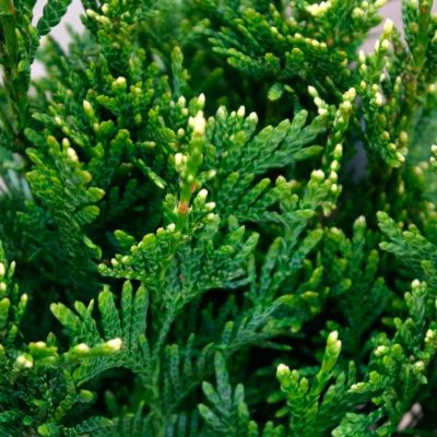 Туя складчатая Кан-Кан, С2 - Dolina-Sad.Ru