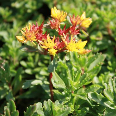 Седум цветоносный Вейхенстефандер Голд фото