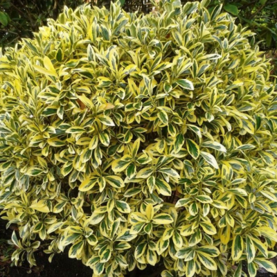 Бересклет японский Ауреомаргината Бересклет японский Ауреомаргината фото