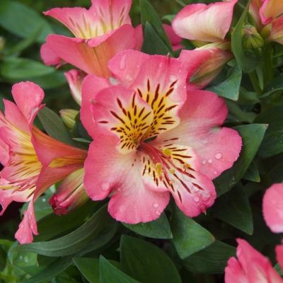 Альстромерия Флирт Альстромерия Флирт - Dolina-Sad.Ru