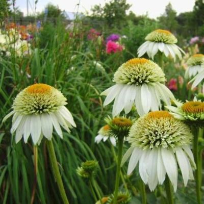 Эхинацея Милкшейк , Эхинацея Милкшейк , фото