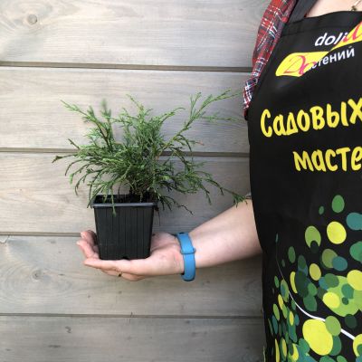 Можжевельник обыкновенный Репанда Можжевельник обыкновенный Репанда фото