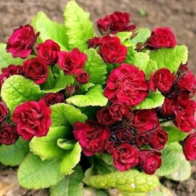 Бархатцы Фантастика, смесь фото