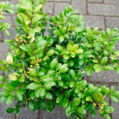 Падуб городчатый Хетзи Падуб городчатый Хетзи - Dolina-Sad.Ru