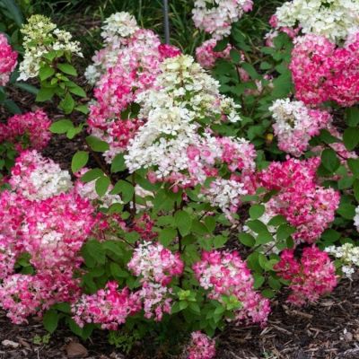 Гортензия метельчатая Даймонд Руж / Рендиа, С2 - Dolina-Sad.Ru