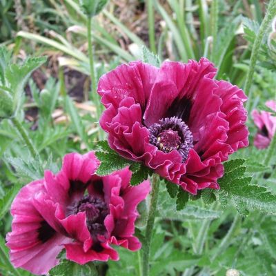 Папавер восточный Патти Папавер восточный Патти фото