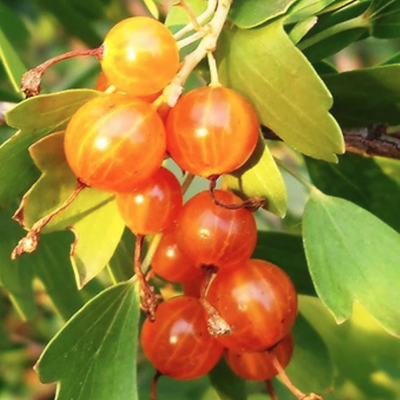 Смородина Ляйсан Смородина Ляйсан - Dolina-Sad.Ru