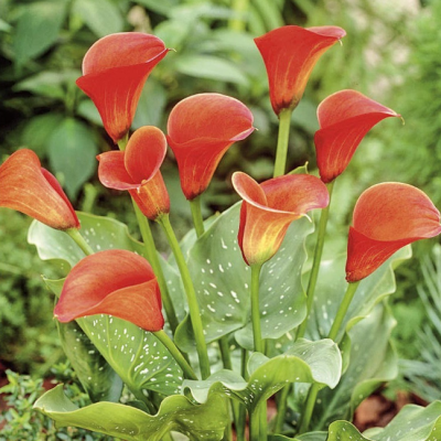 Калла Моцарт Калла Моцарт фото