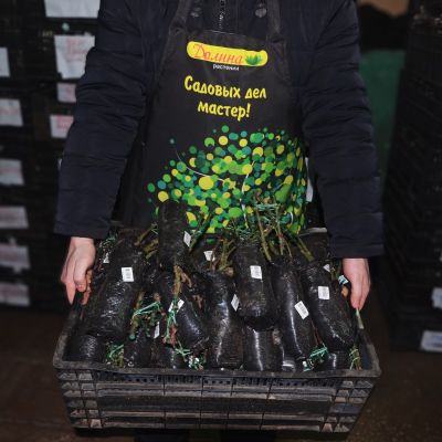 Роза Индиголетта Роза Индиголетта фото