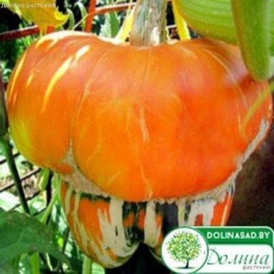 Тыква Декоративная Восточный Тюрбан фото