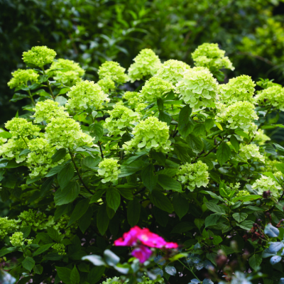 Гортензия метельчатая Литл Лайм Гортензия метельчатая Литл Лайм фото