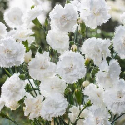 Гвоздика Свит Плеже Вайт - Dolina-Sad.Ru