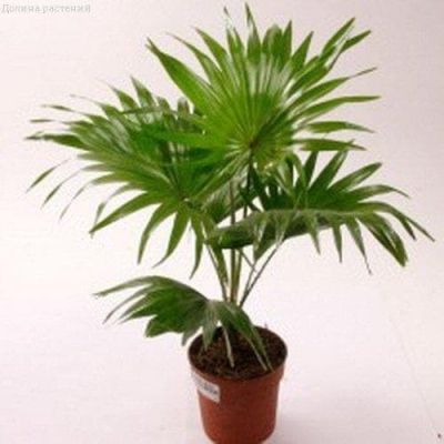 Ливистона китайская Нефрит фото