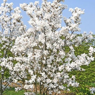 Магнолия Меррилл фото