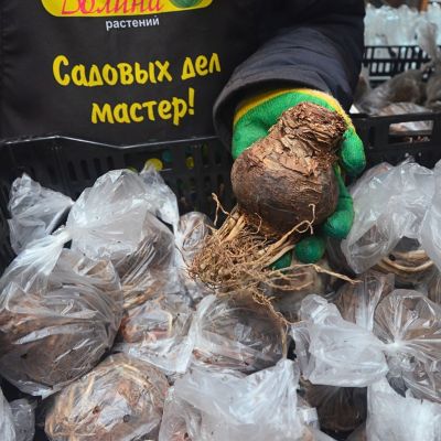 Амариллис Рилона - Dolina-Sad.Ru