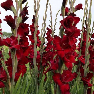 Гладиолус Фэт Бой - Dolina-Sad.Ru