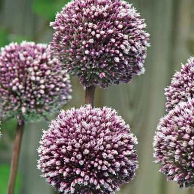 Аллиум Саммер Драммер Аллиум Саммер Драммер - Dolina-Sad.Ru