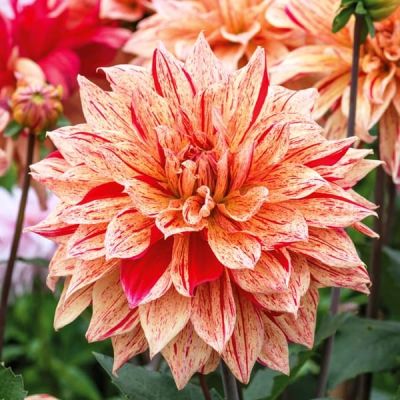 Георгина Киабосс Георгина Киабосс фото