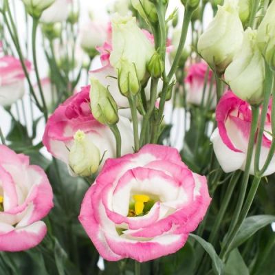 Эустома махровая Рози Бело-розовая 5 шт. Эустома махровая Рози Бело-розовая 5 шт. фото