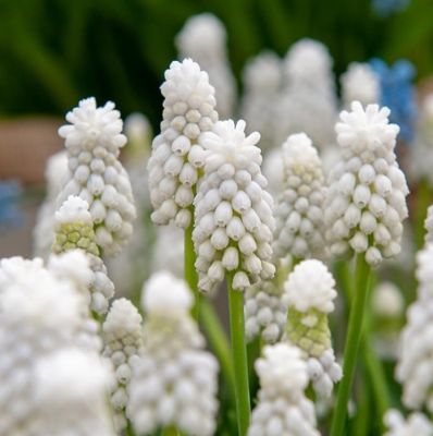 Мускари Альба - Dolina-Sad.Ru