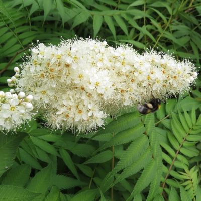 Рябинник Мэджикал Черри он Топ Рябинник Мэджикал Черри он Топ - Dolina-Sad.Ru