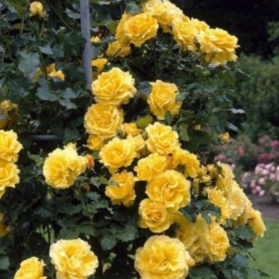 Роза Казино в горшке - Dolina-Sad.Ru