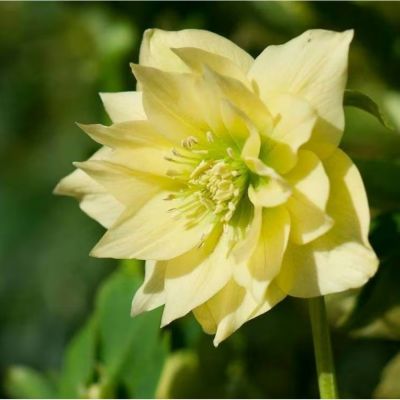 Морозник Дубль Еллоу - Dolina-Sad.Ru