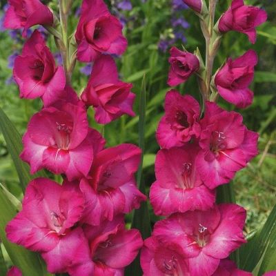 Гладиолус Казимир Гладиолус Казимир - Dolina-Sad.Ru