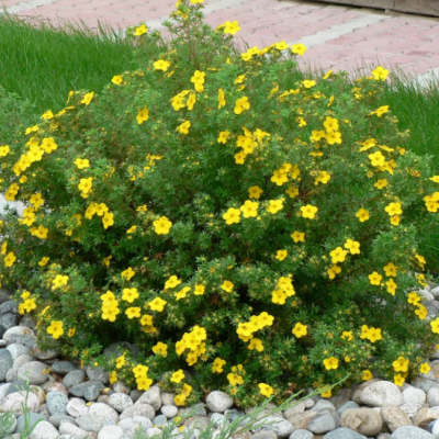 Лапчатка кустарниковая Хендлин Белла Лапчатка кустарниковая Хендлин Белла фото