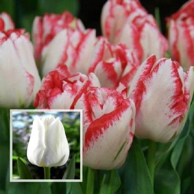 Набор 25 тюльпанов триумф Набор 25 тюльпанов триумф фото