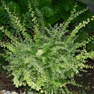 Барбарис Тунберга Келлерис, С2 Барбарис Тунберга Келлерис, С2 - Dolina-Sad.Ru