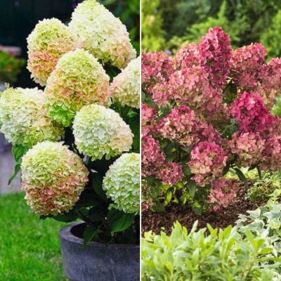 Микс гортензий Звездный Микс гортензий Звездный - Dolina-Sad.Ru